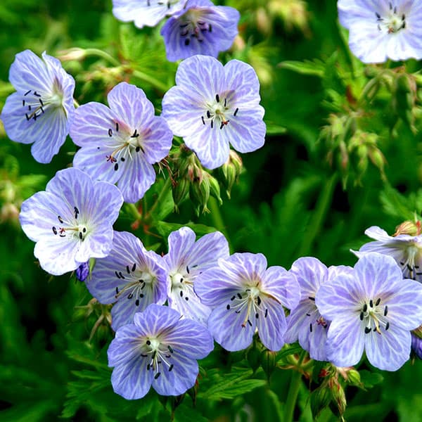 ゲラニウム：ミセスケンドールクラーク4号ポット