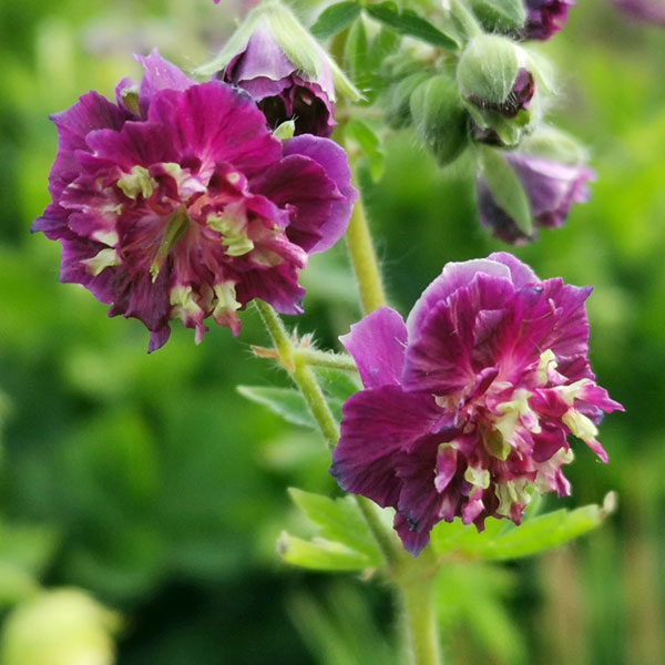 ゲラニウム：ファエウム ジョセフグリーン4号ポット[4～6月頃開花　半日陰にも向く宿根草]