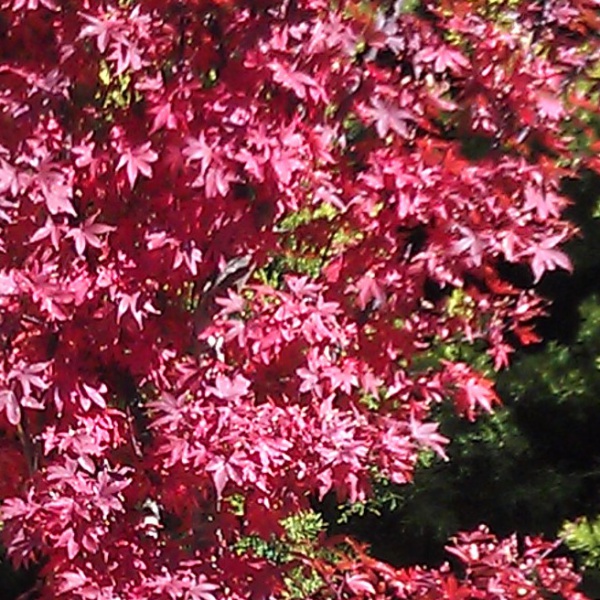 モミジ：トゥオンブリーズ・レッド・センチネル6号ポット