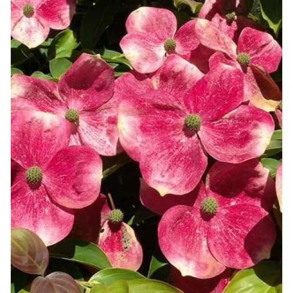 ヤマボウシ：ソレイリュージュ6号ポット