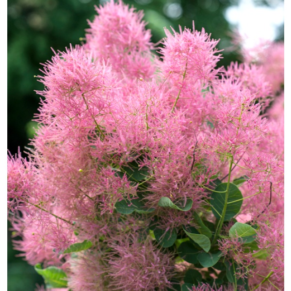 スモークツリー：スモーキージョー6号ポット