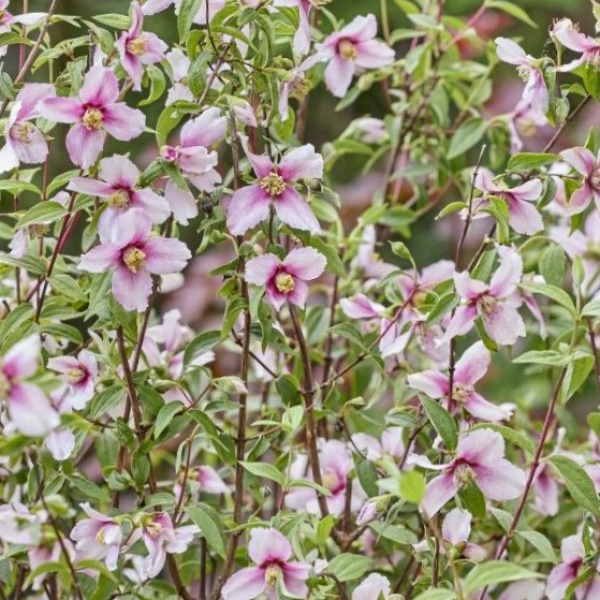 バイカウツギ（梅花ウツギ）：プチ　パフューム　ピンク＆#174;5号ポット