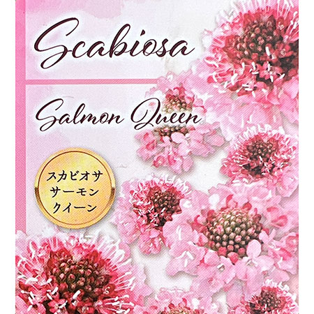 スカビオサ：サーモンクイーン3-3.5号ポット 6株セット