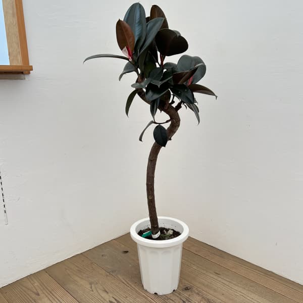 [送料無料]フィカス：バーガンディ（曲がり）8号鉢植え*