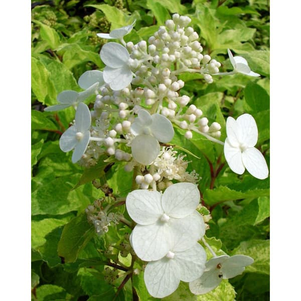 ノリウツギ（糊空木）：雪化粧（ユキゲショウ）4.5号ポット