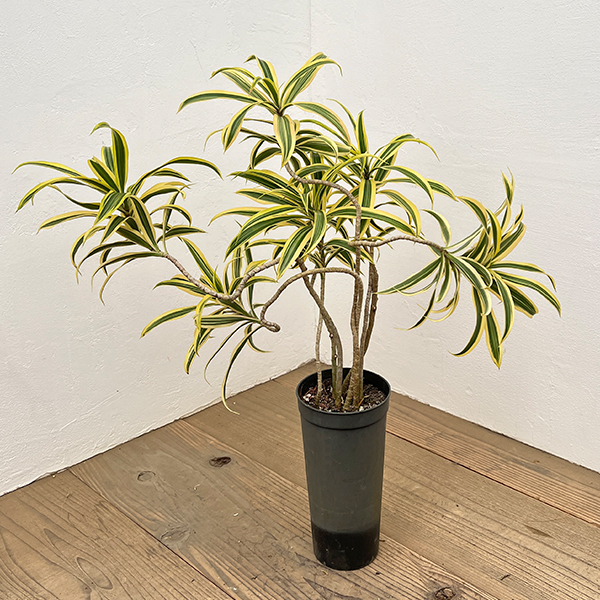 ドラセナ：ソングオブインディア 　4号ロング鉢