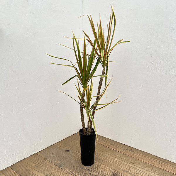 ドラセナ：コンシンネ トリカラー4号鉢植え