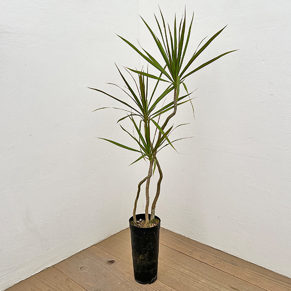 ドラセナ：コンシンネ　4号鉢植え