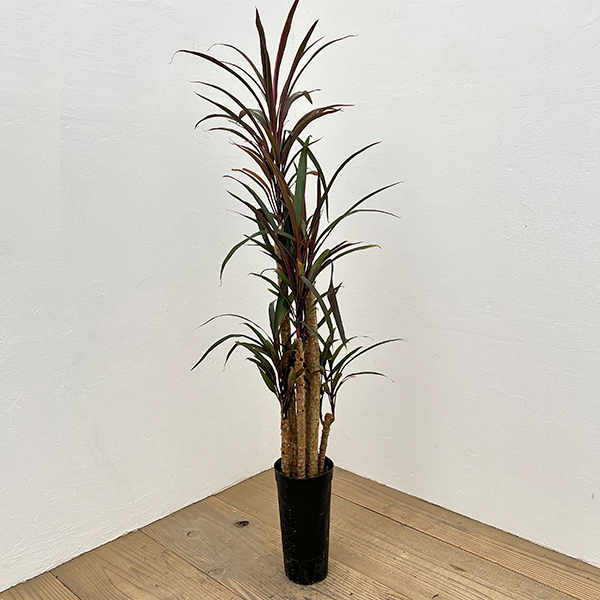 コルジリネ：アイチアカ　4号ロング鉢