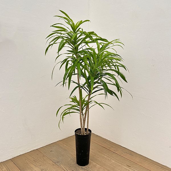 ドラセナ：アングスティフォリア　4号鉢植え