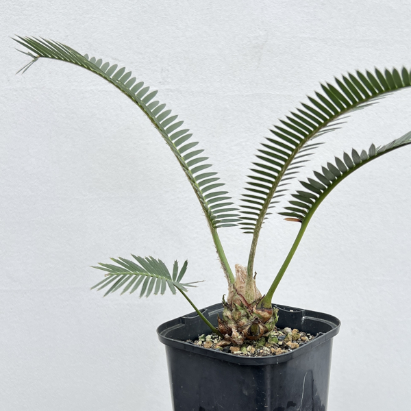 ディオーン：エデュレ　3.5号鉢植え