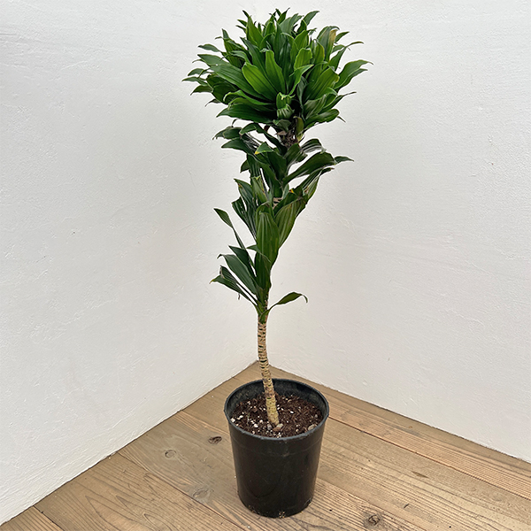 ドラセナ：コンパクタ　7号*