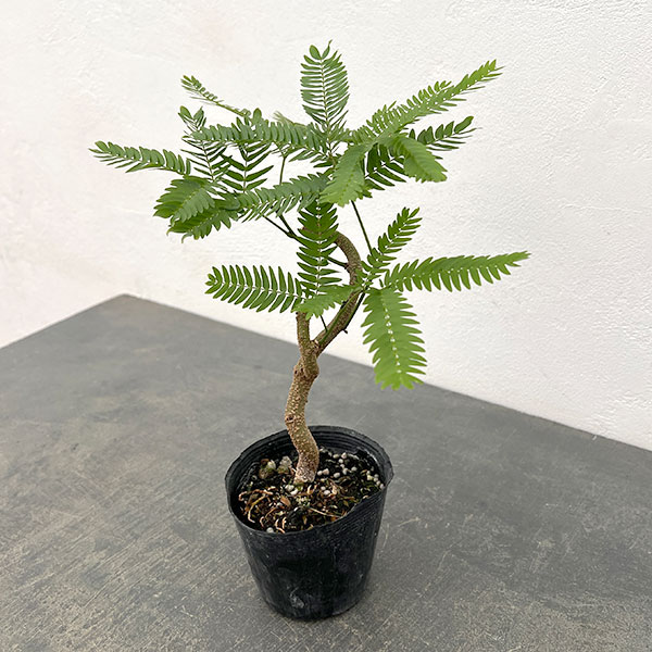 ネムノキ：エバーフレッシュ（実生株）　2.5号ポット