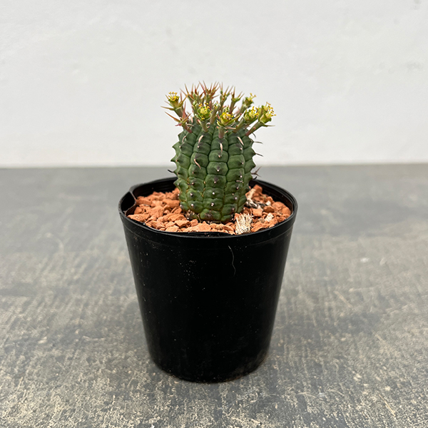 ユーフォルビア：ステリスピナ（群星冠）　2.5号鉢入り