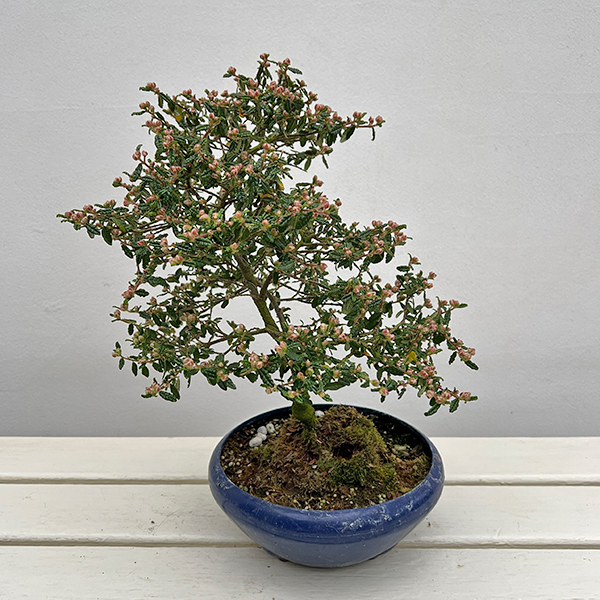 テンノウバイ（天皇梅）：曲げ仕立て　6号平鉢植え