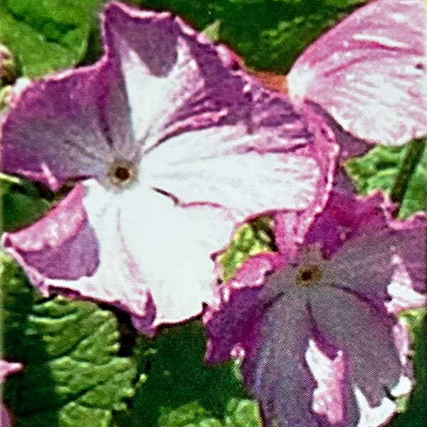 日本サクラソウ（桜草）：唐縮緬（からちりめん）3号ポット