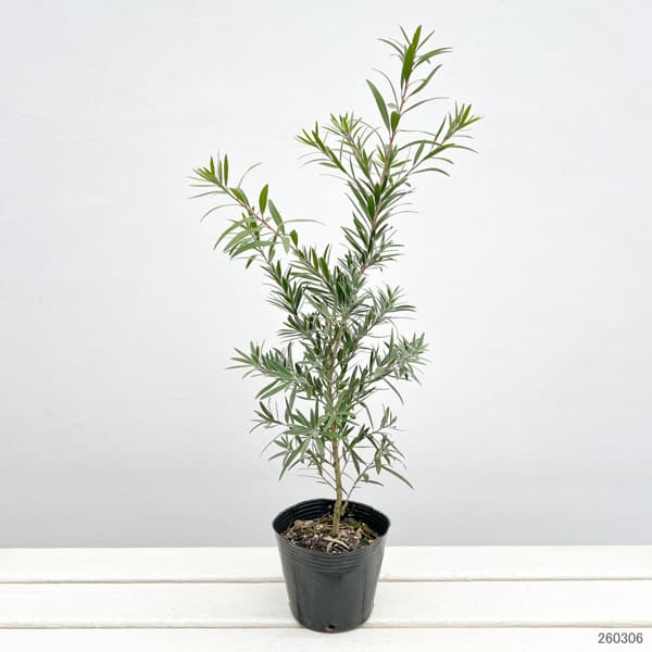 キンポウジュ（カリステモン・金宝樹）：枝垂れ（シダレ）赤花4号ポット