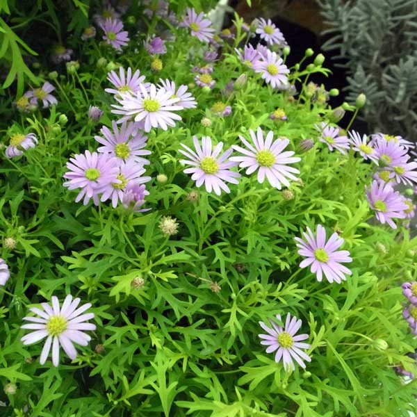 ブラキカム：ゴールドマット2.5号ポット 3株セット