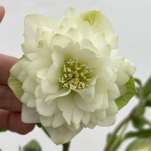 細川さんのクリスマスローズ：ダブル26-02／4号ポット【現品販売】