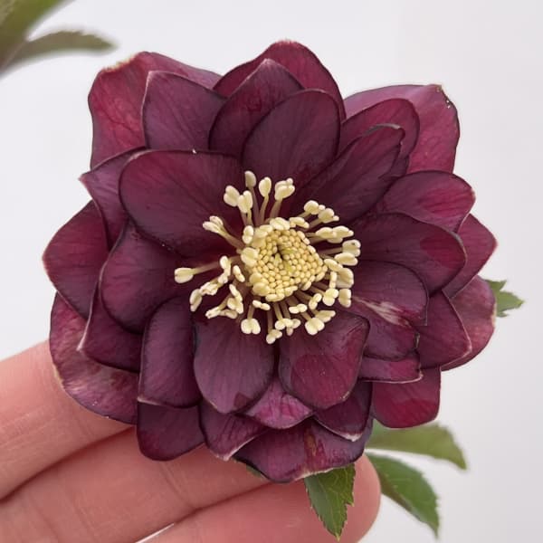 細川さんのクリスマスローズ：ダブル26-03／4号ポット【現品販売】