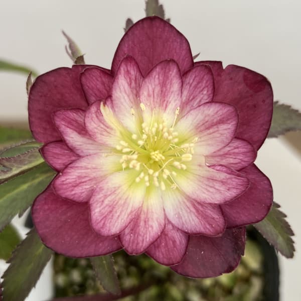 細川さんのクリスマスローズ：ダブル26-04／4号ポット【現品販売】