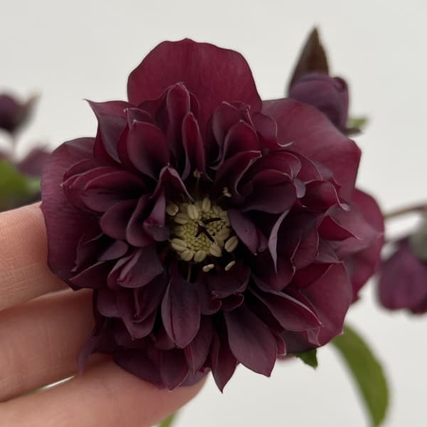 細川さんのクリスマスローズ：ダブル26-05／4号ポット【現品販売】