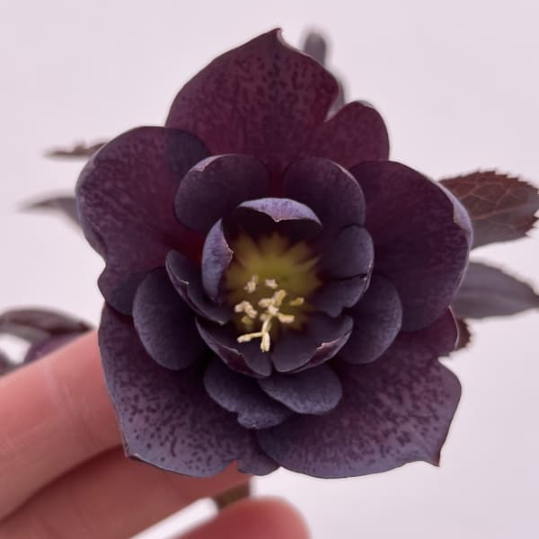 細川さんのクリスマスローズ：ダブル26-06／4号ポット【現品販売】