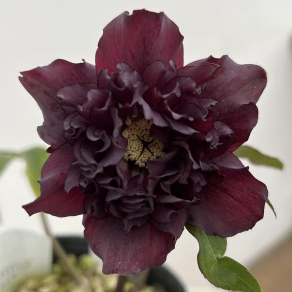 細川さんのクリスマスローズ：ダブル26-07／4号ポット【現品販売】