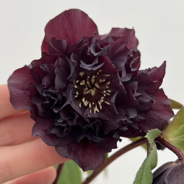 細川さんのクリスマスローズ：ダブル26-08／4号ポット【現品販売】