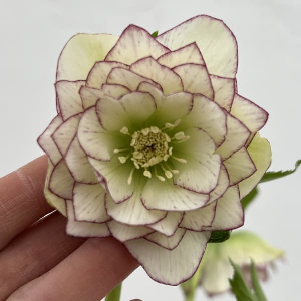 細川さんのクリスマスローズ：ダブル26-10／4号ポット【現品販売】