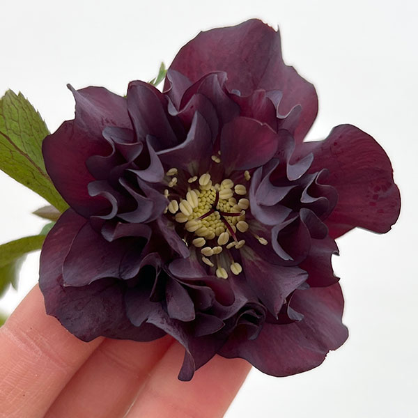 細川さんのクリスマスローズ：ダブル26-20／4号ポット【現品販売】