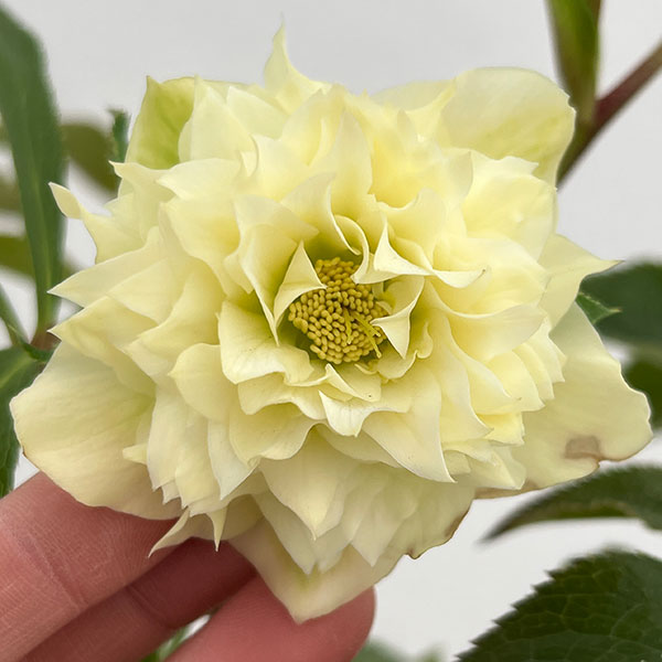 細川さんのクリスマスローズ：ダブル26-24／4号ポット【現品販売】