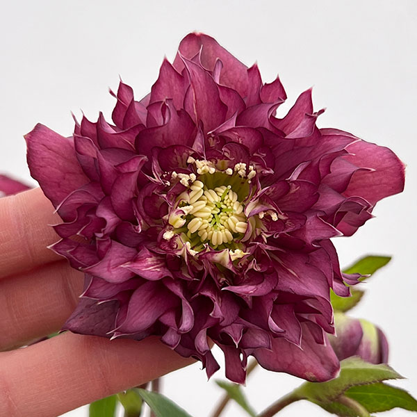 細川さんのクリスマスローズ：ダブル26-25／4号ポット【現品販売】