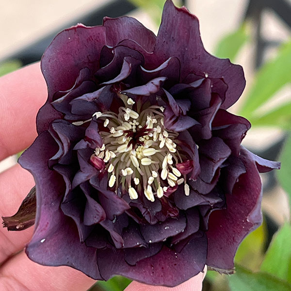 細川さんのクリスマスローズ：ダブル26-26／4号ポット【現品販売】