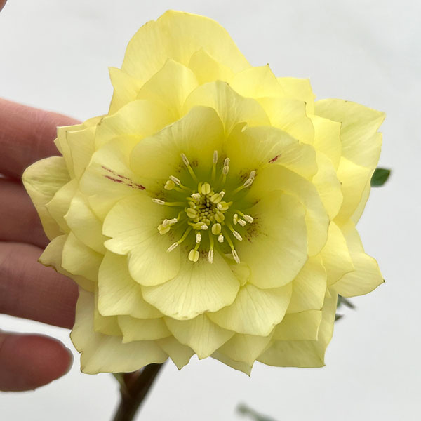 細川さんのクリスマスローズ：ダブル26-31／4号ポット【現品販売】