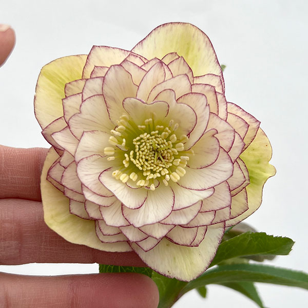 細川さんのクリスマスローズ：ダブル26-32／4号ポット【現品販売】