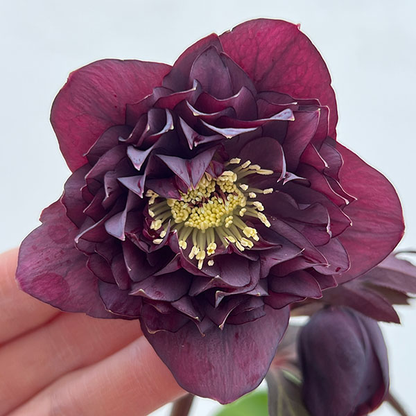 細川さんのクリスマスローズ：ダブル26-36／4号ポット【現品販売】