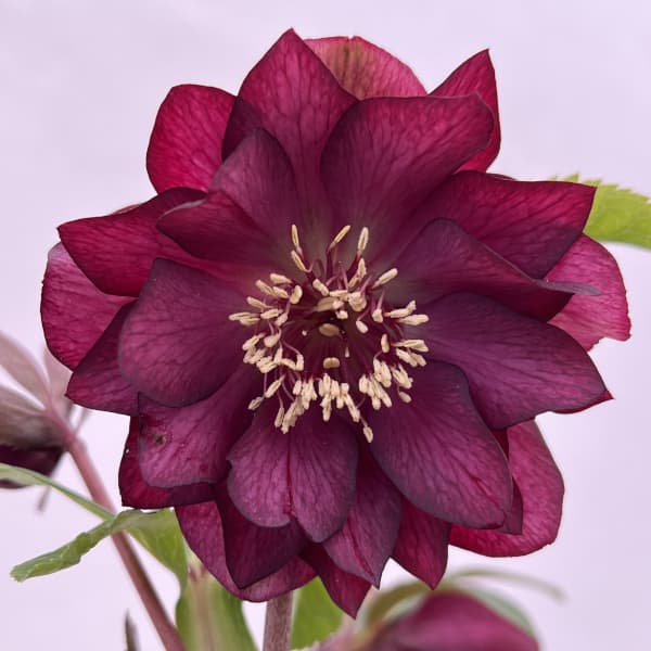 細川さんのクリスマスローズ：ダブル26-41／4号ポット【現品販売】