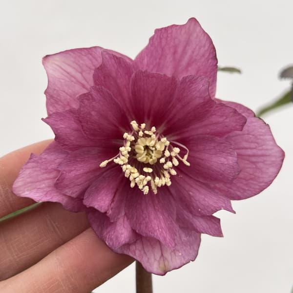 細川さんのクリスマスローズ：ダブル26-42／4号ポット【現品販売】