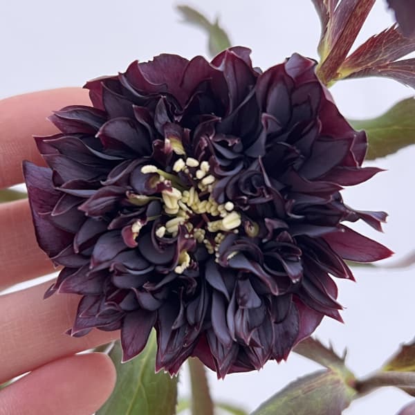 細川さんのクリスマスローズ：ダブル26-43／4号ポット【現品販売】