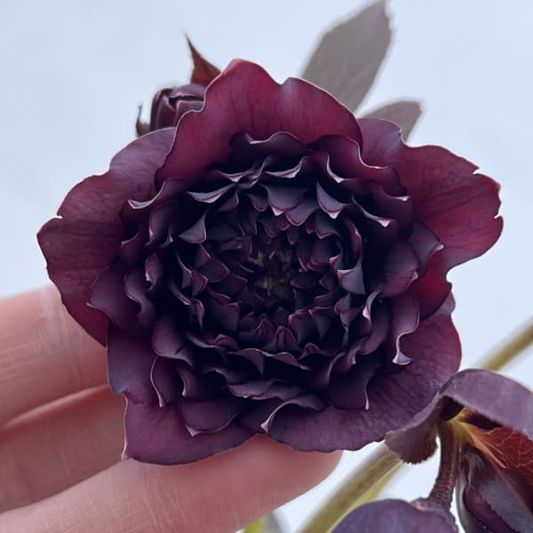 細川さんのクリスマスローズ：ダブル26-44／4号ポット【現品販売】