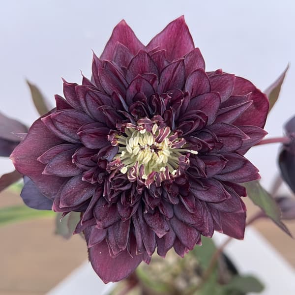 細川さんのクリスマスローズ：ダブル26-45／4号ポット【現品販売】