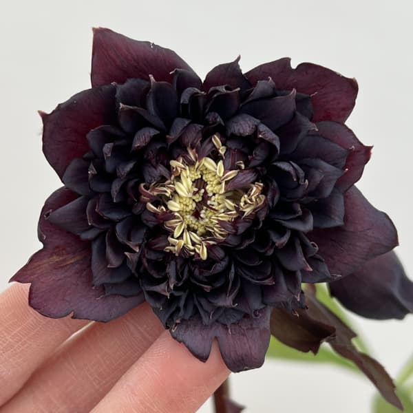 細川さんのクリスマスローズ：ダブル26-47／4号ポット【現品販売】