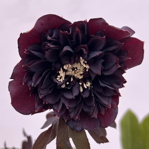 細川さんのクリスマスローズ：ダブル26-48／4号ポット【現品販売】