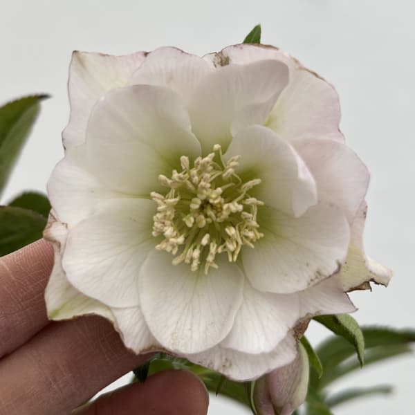 細川さんのクリスマスローズ：ダブル26-49／4号ポット【現品販売】