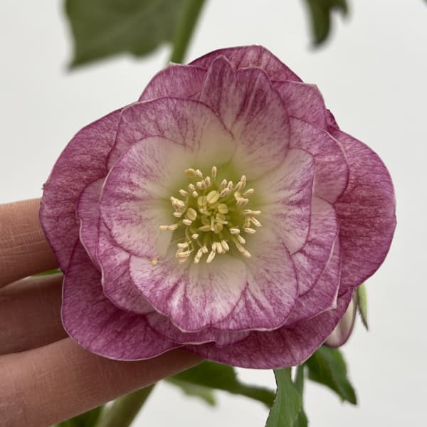 細川さんのクリスマスローズ：ダブル26-51／4号ポット【現品販売】