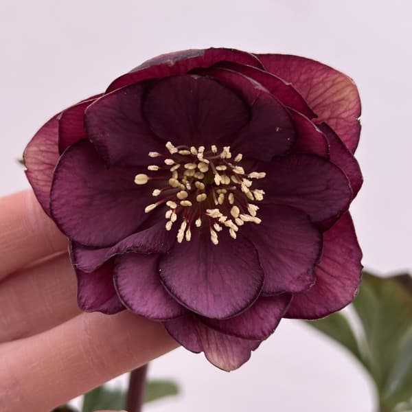 細川さんのクリスマスローズ：ダブル26-52／4号ポット【現品販売】