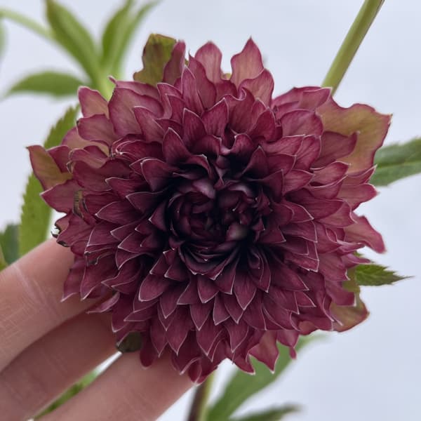 細川さんのクリスマスローズ：ダブル26-56／4号ポット【現品販売】