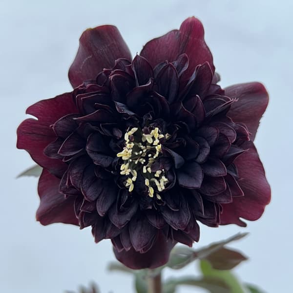 細川さんのクリスマスローズ：ダブル26-57／4号ポット【現品販売】