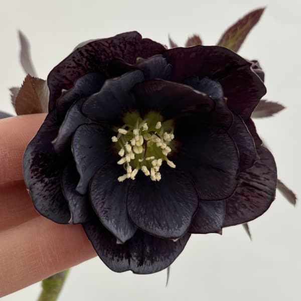 細川さんのクリスマスローズ：ダブル26-62／4号ポット【現品販売】